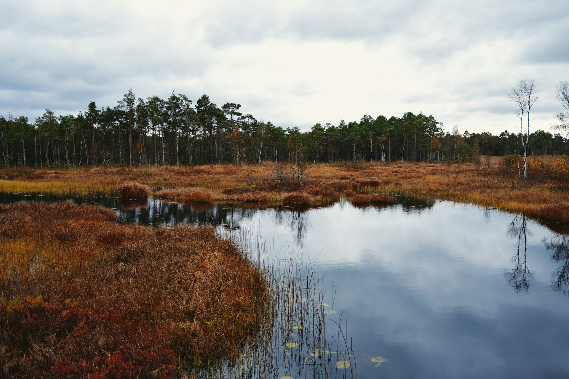 A small pond surrounded by tall grass and trees